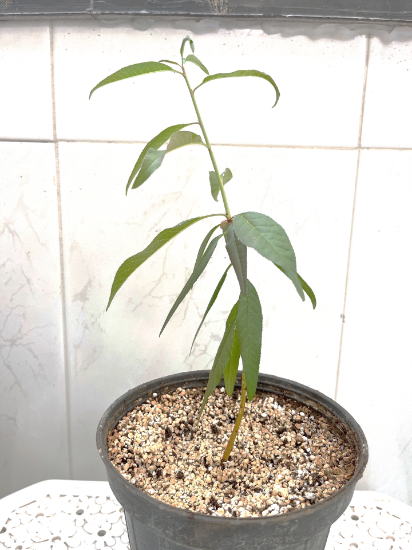 Picture of پایه رویشی GF