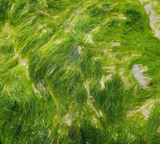 صورة جلبک دریایی