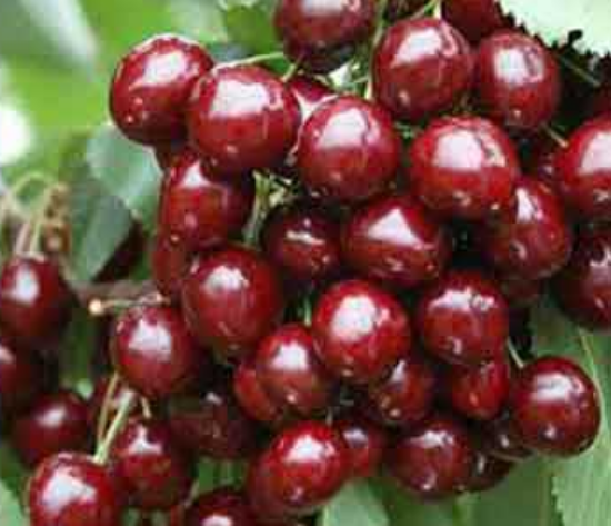 Picture of نهال آلبالو بوترمو پایه گزیلا 6
