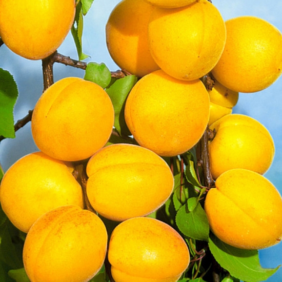 صورة نهال زردآلو انبه ای پایه میروبالان 