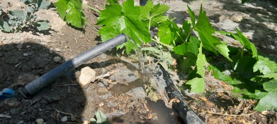 Picture of سیستم آبیاری تلفیقی باغات