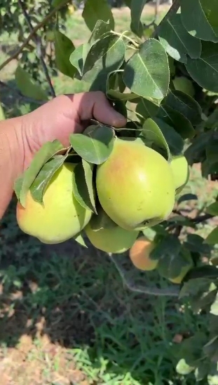Picture of نهال گلابی مشو پایه پیرودووارف