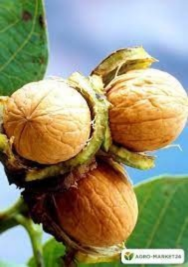 صورة نهال گردو ژنوتیپ برتر ( بذری )