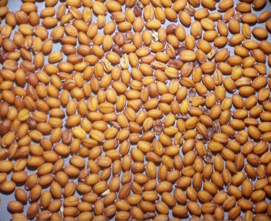 صورة بذر کاملینا