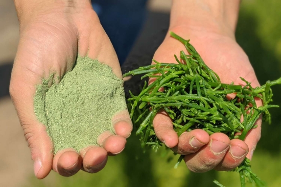 Picture of نمک سالیکورنیا (Salicornia salt)